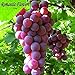 foto PLAT firm-SEMI 30 semi/Pack, uva Frutta Seme Seme Albero da frutto piantine in vaso Piantine Kyoho di semi d'uva rossa Menzione Bambino recensione