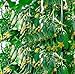 foto SEMI PLAT firm-100pcs Giappone semi di cetriolo mini frutta inorganico, semi di ortaggi, sapore di buona qualitÃ  della famiglia pianta da giardino di consegna recensione