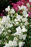 Fiore - Pisello Odoroso - Mammuth Bianco - 60 Semi foto, nuovo 2024, miglior prezzo EUR 1,10 recensione