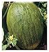 foto 90 C.ca Semi Melone Valenciano Temprano - Cucumis Melo In Confezione Originale Prodotto in Italia - Meloni valenciani recensione