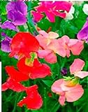 Fiore - Pisello Odoroso - Mammuth Mix - 500 Semi - Confezione Grande foto, nuovo 2024, miglior prezzo EUR 4,95 recensione