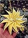 foto Pinkdose Vendita Calda!Â 100 Pz Colore Raro Pianta Aloe Bonsai Pianta Cactus Succulenta Piante Erbe Piante in Vaso Mini Giardino e Balcone Piante: 17 recensione