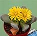 foto Pinkdose Grande Vendita! 100garden / Pack Migliore Rara Bonsai Fiore di Cactus, Forma Gigante, Il Calore tolleranti succulente Pianta perenne De Flores, P2LD7W recensione