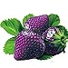 foto Ncient 50/100 Semi Sementi di Fragola Multicolore Strawberry Semi di Frutta Fiori Rari Profumati Fiori Piante per Orto Giardino Balcone Interni ed Esterni recensione