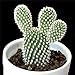 foto Pinkdose 200 pc Semi Fiore di Cactus, Semi Esotiche Piante grasse Ornamentali Attraente impressionanti: 1 recensione