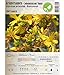 foto Semi di erbe - Iperico - Erba di San Giovanni / Hypericum perforatum - Clusiaceae 100 Semi recensione