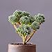 foto Kisshes Giardino - 100 pezzi rari Succulente Semi Miscela Bonsai Piante ornamentali Sementi per Barkon, giardino domestico resistente recensione