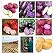 foto Pinkdose Una borsa 200pcs giganti * piante viola patate Bonsai Nutrizione arcobaleno Piante ortive Per la casa Giardino Piantare piante rare Semente: Multi-Colored recensione
