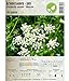 foto Semi di erbe - Anice / Pimpinella anisum L. 30 Semi recensione