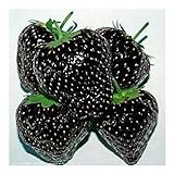 Exotic Plants nera fragola - - 30 semi foto, nuovo 2024, miglior prezzo EUR 4,98 recensione