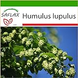 SAFLAX - Luppolo - 50 semi - Con substrato - Humulus lupulus foto, nuovo 2024, miglior prezzo EUR 4,45 recensione