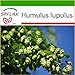 foto SAFLAX - Luppolo - 50 semi - Con substrato - Humulus lupulus recensione