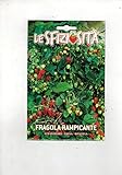 Fragola Rampicante (Semente) semi strawberry fragaria ananassa foto, nuovo 2024, miglior prezzo EUR 6,50 recensione