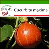SAFLAX - Zucca di Hokkaido - 10 semi - Con substrato - Cucurbita maxima foto, nuovo 2024, miglior prezzo EUR 4,45 recensione