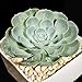 foto Pinkdose 200 pc Semi Fiore di Cactus, Semi Esotiche Piante grasse Ornamentali Attraente impressionanti: 15 recensione