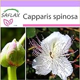 SAFLAX - Cappero - 25 semi - Capparis spinosa foto, nuovo 2024, miglior prezzo EUR 3,75 recensione