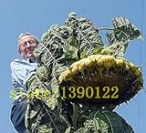 20 pezzi giganti di semi di girasole gigante grandi semi di fiori di girasole Black Russian semi di girasole per il giardino di casa foto, nuovo 2024, miglior prezzo EUR 10,99 recensione