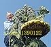 foto 20 pezzi giganti di semi di girasole gigante grandi semi di fiori di girasole Black Russian semi di girasole per il giardino di casa recensione