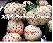 foto 100x bianco fragole ANANAS GUSTO semi seme Eye-catcher Pianta Frutta COMMESTIBILE Giardino Novità #121 recensione