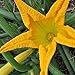 foto Zucchino genovese da fiore (Semente) recensione