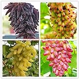 Shoopy Star 1: 50 pz/borsa Raro semi d'uva a dita Frutta avanzata Crescita naturale uva Delicious foto, nuovo 2024, miglior prezzo  recensione