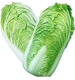 KINGDUO Semi di Cavolo Delizioso Cinese di 100Pcs Nutriente Verde Verdura Semi di Brassica Piante Giardino foto, nuovo 2024, miglior prezzo EUR 9,24 recensione