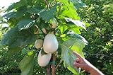 Portal Cool 100 semi Solanum torvum (Albero melanzane \ pomodoro) foto, nuovo 2024, miglior prezzo  recensione