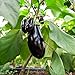 foto Melanzana, semi di melanzana - Solanum melongena recensione