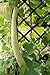 foto Semi di zucca serpente - Lagenaria siceraria - 24 semi - 24 semi recensione