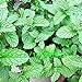 foto SEMI PLAT FIRM-giardino Semi di soia verdure, 20g / sacchetto bianco grandi fagioli home & garden Semi di piante recensione