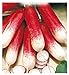 foto 600 C.ca Semi Ravanello Mezzo Lungo Rosso A Punta Bianca 2 - Raphanus sativus In Confezione Originale Prodotto in Italia - Ravanelli lunghi recensione