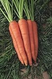 Shoopy Star 1500+ Seeds: Semi di Carota: Danvers 126 Carrot Seed Seed Fresh! foto, nuovo 2024, miglior prezzo  recensione