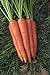 foto Shoopy Star 1500+ Seeds: Semi di Carota: Danvers 126 Carrot Seed Seed Fresh! recensione