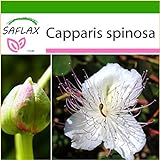 SAFLAX - Cappero - 25 semi - Con substrato - Capparis spinosa foto, nuovo 2024, miglior prezzo EUR 4,45 recensione