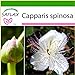 foto SAFLAX - Cappero - 25 semi - Con substrato - Capparis spinosa recensione