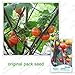foto 30 semi / pacchetto, Arcobaleno melanzane, semi di balcone Bonsai ornamentali di frutta Melanzane di colore recensione