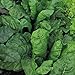 foto Suffolk Erbe - Organic foglia di barbabietola erbette - 175 Semi recensione