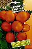 Pomodoro a Grappoli Semi Corbarino pomodoro - 5 grammi foto, nuovo 2024, miglior prezzo EUR 10,99 recensione