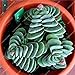 foto Pinkdose 50 pc Rare Piante grasse Arcobaleno Cactus Bonsai Pseudotruncatella Living Stone Rare Piante Catus Succulentas Giardino della casa: Multi-Colored recensione