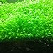 foto Acquario piante acquatiche semi double Leaf Carpet acqua erba, per acquario roccia Lawn Garden Decor recensione
