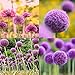 foto Portal Cool 20 Pz. Borsa: semi di cipolla gigante Allium Giganteum Regel Flower Lkr8 recensione