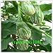 foto Pinkdose Melanzane, Semi variopinti Piuttosto Melanzana, Non transgenici Verdure Semi - 100 Particelle Seed: Bianco recensione