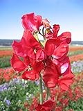 Fiore - Pisello Odoroso - Mammuth - Cremisi - 60 Semi foto, nuovo 2024, miglior prezzo EUR 1,10 recensione