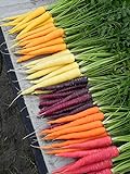 Shoopy Star Semi di carota - RAINBOW MISCELA sana del giardino Vegetable- OGM - 100 semi foto, nuovo 2024, miglior prezzo  recensione