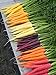 foto Shoopy Star Semi di carota - RAINBOW MISCELA sana del giardino Vegetable- OGM - 100 semi recensione