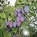 foto Pinkdose 2018 nuovi semi 100PCS organici semi di albero Melanzana Solanum Giardino ornamentale Fiore melanzane: 4 recensione
