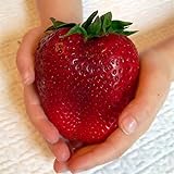 Semi sellify Egrow 100Pcs gigante rosso fragola Heirloom Super Seeds Giappone Strawberry Garden foto, nuovo 2024, miglior prezzo EUR 3,40 recensione