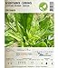 foto Semi di erbe - Levistico - sedano di monte / Levisticum officinale - Apiaceae 100 Semi recensione