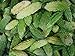 foto Asklepios-seeds - 25 Semi di Momordica charantia, Momordica charantia (ampalaya), zucca amara, melone amaro,karela, fu gwa e mara recensione