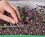 Microgreens - Ravanello - foglie giovani dal sapore unico - semi foto, nuovo 2024, miglior prezzo EUR 4,09 recensione